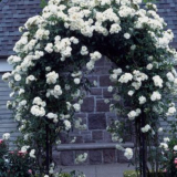 Hodnocení nejlepších bílých kudrnatých růží vytvořit unikátní desig...